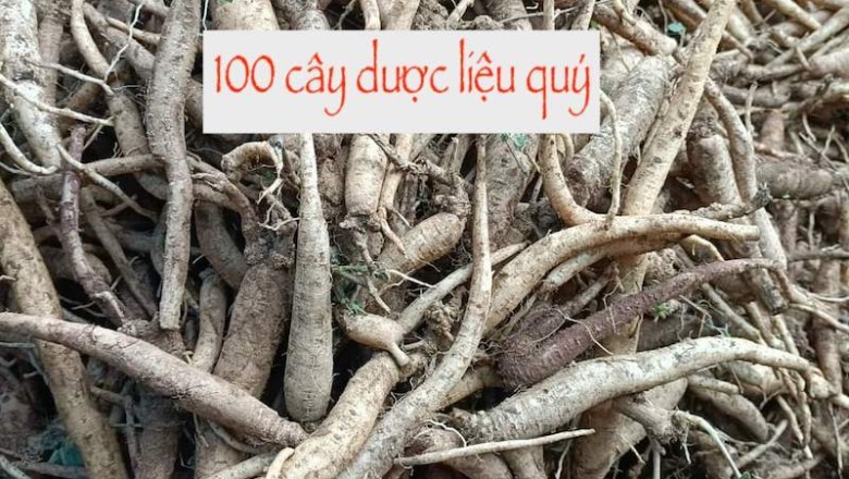 100 các cây thuốc quý, dược liệu quý ở Việt Nam