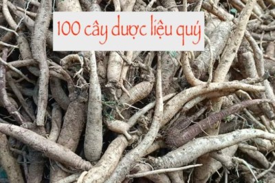100 các cây thuốc quý, dược liệu quý ở Việt Nam