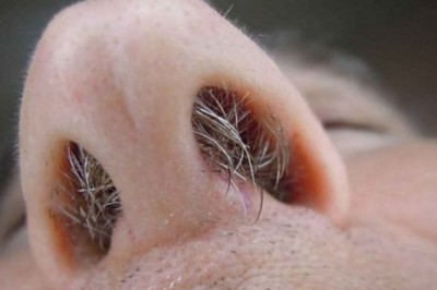 Lông mũi bạc báo hiệu điều gì về sức khỏe tuổi tác