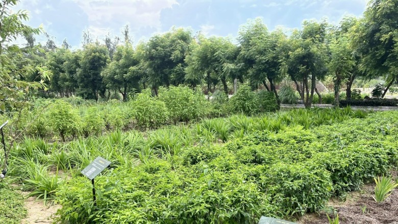 Việt Nam ưu tiên phát triển dược liệu quý