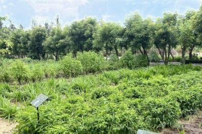 Việt Nam ưu tiên phát triển dược liệu quý