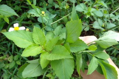 Tìm thấy tác dụng chữa bệnh tiểu đường của cây Xuyến Chi?