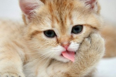 Tử vi tuổi Mão năm 2023: Tai ương ập tới, ốm đau liên miên