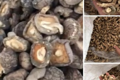 Cách sử dụng Nấm Hương giúp giảm mỡ máu