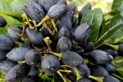 Tìm hiểu công dụng và tác dụng của Quả Trám