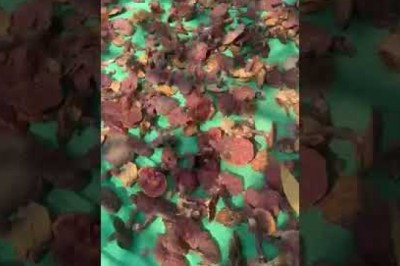 Nấm lim xanh hàng chuẩn rừng hàng 20 tai/kg