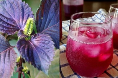 Người Nhật gọi tía tô là lá hồi sinh, uống đúng thời điểm vàng này trong ngày sẽ thải mỡ, đẹp da