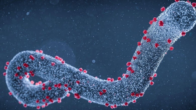 Những điều cần biết về virus Marburg gây bệnh sốt xuất huyết