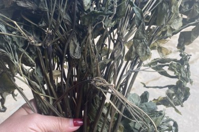 Vị thuốc cây thuốc quý dược liệu lá tam thất khô chuẩn sạch