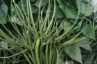 Lá sâm tươi, lá sâm ngọc linh tươi chuẩn sạch, bán lá sâm ngọc linh tươi
