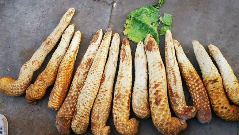Nhục thung dung, vị thuốc Nhục thung dung, dược liệu Nhục thung dung tươi