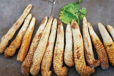 Nhục thung dung, vị thuốc Nhục thung dung, dược liệu Nhục thung dung tươi