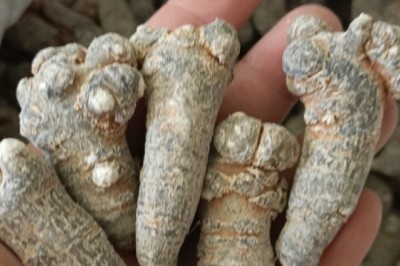 Tam thất khổ, vị thuốc tam thất, dược liệu quý