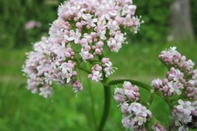 Cây nữ lang (Valeriana officinalis) cây thuốc trị bệnh mất ngủ