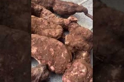 Hà thủ ô đỏ tươi, vị thuốc hà thủ ô, dược liệu hà thủ ô