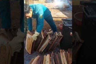 Mật ong hoa cây cà phê chuẩn sạch, thu hoạch mật ong hoa cà phê