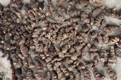 Củ thất diệp nhất chi hoa, củ thất diệp tươi, dược liệu thất diệp, mua củ thất diệp chuẩn sạch