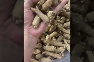 Tây dương sâm còn gọi là sâm Hoa Kỳ, Tây sâm (Radix Panax qinquefolii)