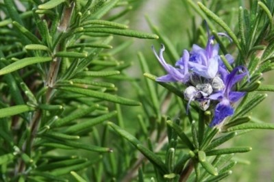 Loại cây cảnh trồng trong nhà có tác dụng thanh lọc tâm trí, đuổi muỗi