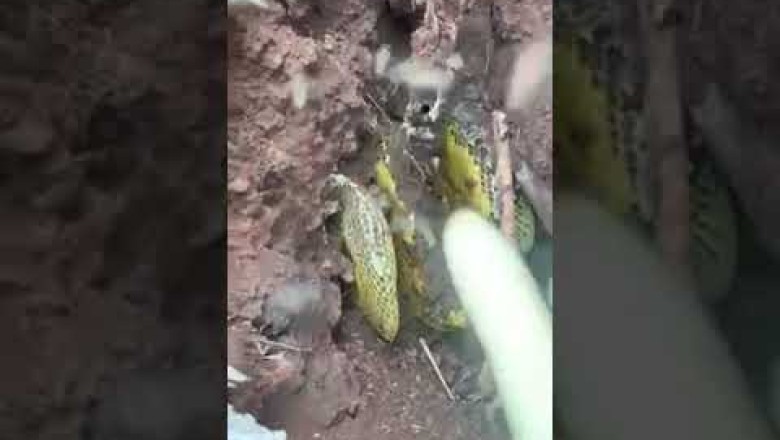 Mật ong tự nhiên, cận cảnh khai thác lấy nguyên tổ ong mật tự nhiên