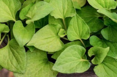 Tác dụng kinh ngạc của diếp cá với sức khỏe