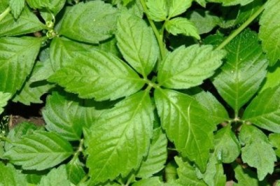 Loại cây mọc hoang tưởng vô dụng, hoá ra vừa là đặc sản ngon, vừa là thuốc quý