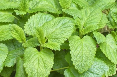 Công dụng không ngờ của lá tía tô đất mà người Việt ít dùng