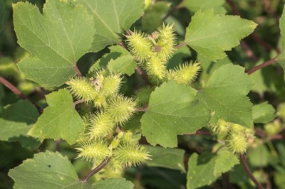 Phát hiện hợp chất chống lão hóa trong quả ké