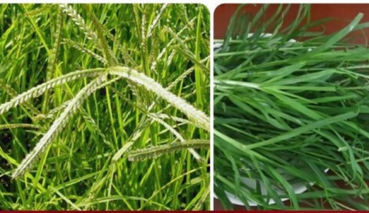 Tác dụng của cây cỏ mần trầu