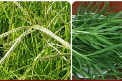 Tác dụng của cây cỏ mần trầu