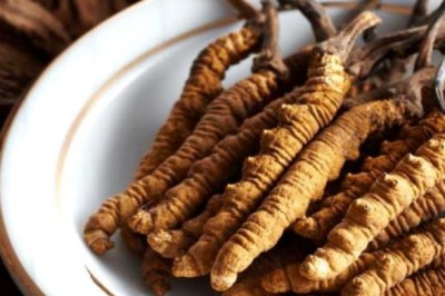 Đông trùng hạ thảo, vị thuốc bổ dùng sao cho đúng?