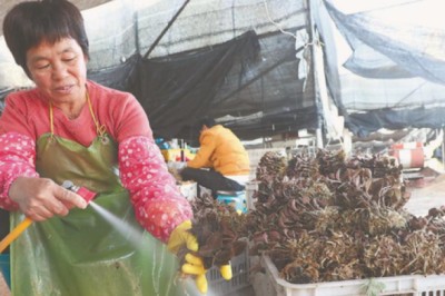 Loài cỏ dại rừng sâu được coi là 'thần dược', thương lái Trung Quốc từng sang Việt Nam săn lùng đẩy giá lên 100 triệu/kg