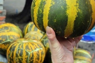 Cây Dưa Bở những công dụng và tác dụng chữa bệnh