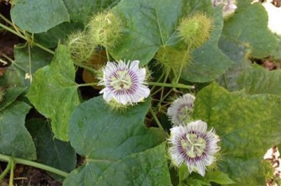 Cây lạc tiên, dược liệu lạc tiên khô chuẩn sạch uy tín