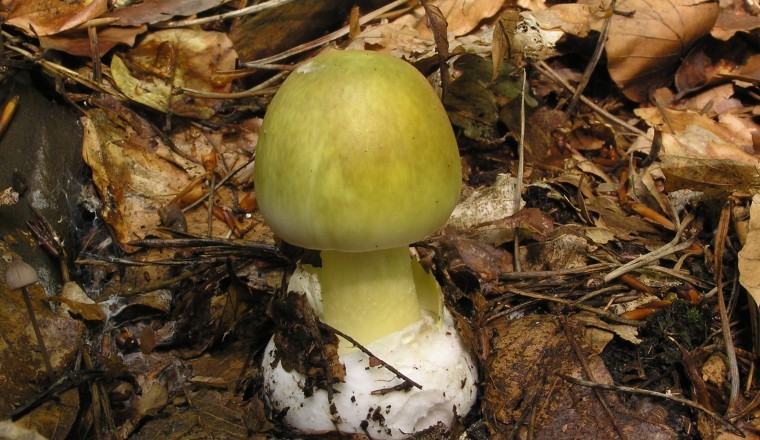 Có thể ngăn chặn độc tố ở nấm mũ tử thần