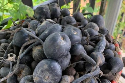 Nấm ô linh, sâm ô linh loại dược liệu quý rất tốt cho sức khoẻ