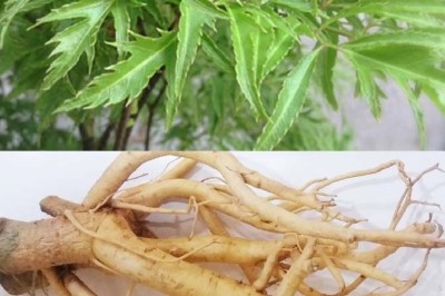 Cây đinh lăng những Lợi ích của lá, rễ và tác hại cây đinh lăng