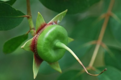 Cây mọc hoang ở Việt Nam, được nhiều nước trên thế giới dùng làm thuốc