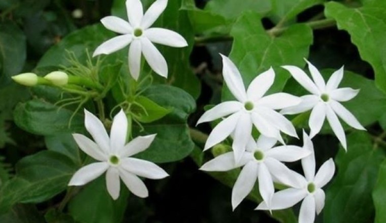 Cây Thuốc Vị thuốc quý cho phụ nữ cây Chè vằng