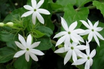 Cây Thuốc Vị thuốc quý cho phụ nữ cây Chè vằng