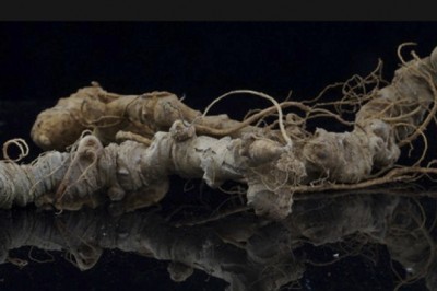 Một loại củ 'quốc bảo' của Việt Nam sẽ thành sản phẩm mang thương hiệu quốc tế, được sản xuất quy mô lớn