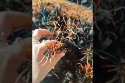 Đông Trùng Hạ Thảo Bọ Xít