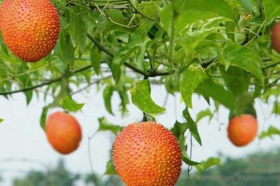 Loại quả mọc dại nhiều tại Việt Nam được thế giới công nhận rất tốt cho sức khoẻ