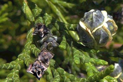 Việt Nam có loài vương mộc quý đắt như vàng, cả rừng chỉ còn 7 cây sống sót ngoài tự nhiên