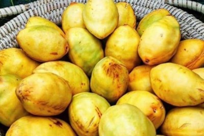 Quả bàng, lá bàng, hạt bàng có nhiều công dụng và tác dụng với sức khoẻ