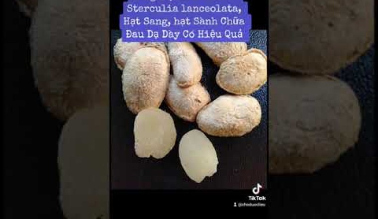 Cây dược liệu cây Sảng, Sang sé, Sterculia lanceolata, Hạt Sang, hạt Sành Chữa Đau Dạ Dày