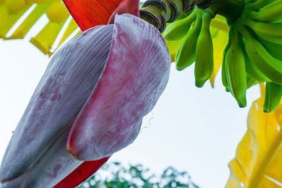 3 loại hoa trong vườn nhà là 'vựa thuốc quý' giúp bảo vệ lá gan, tốt cho tim, thận