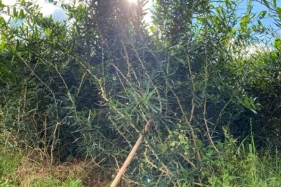 Thực hư tin đồn về loại cây thần dược, tiêu diệt được 5 dòng tế bào ung thư