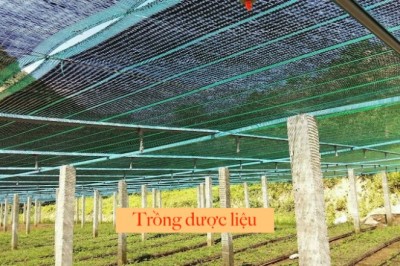 Nhiều quy định được điều chỉnh, 'cởi trói' cho doanh nghiệp trồng dược liệu