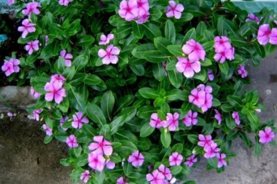 Thực hư cây dừa cạn chứa hoạt chất có thể tìm và diệt tế bào ung thư?